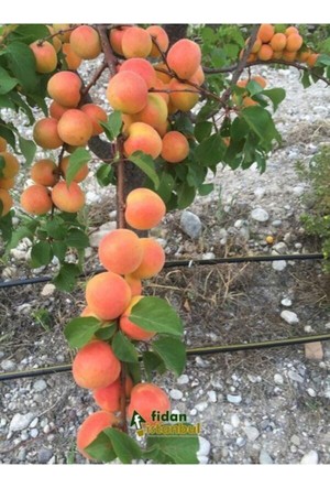 ŞEKERPARE KAYISI FİDANI